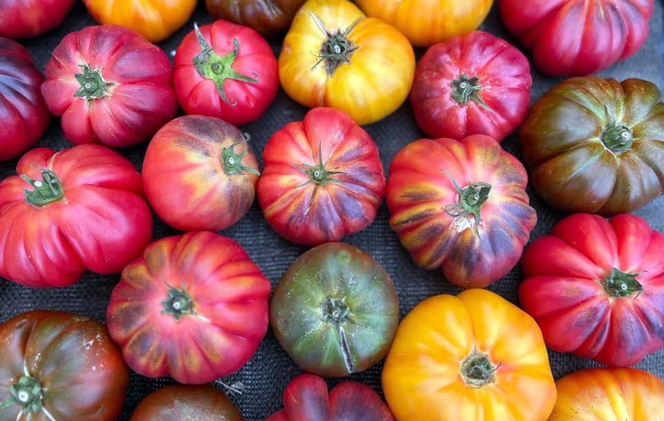 heirloom Tomatoes