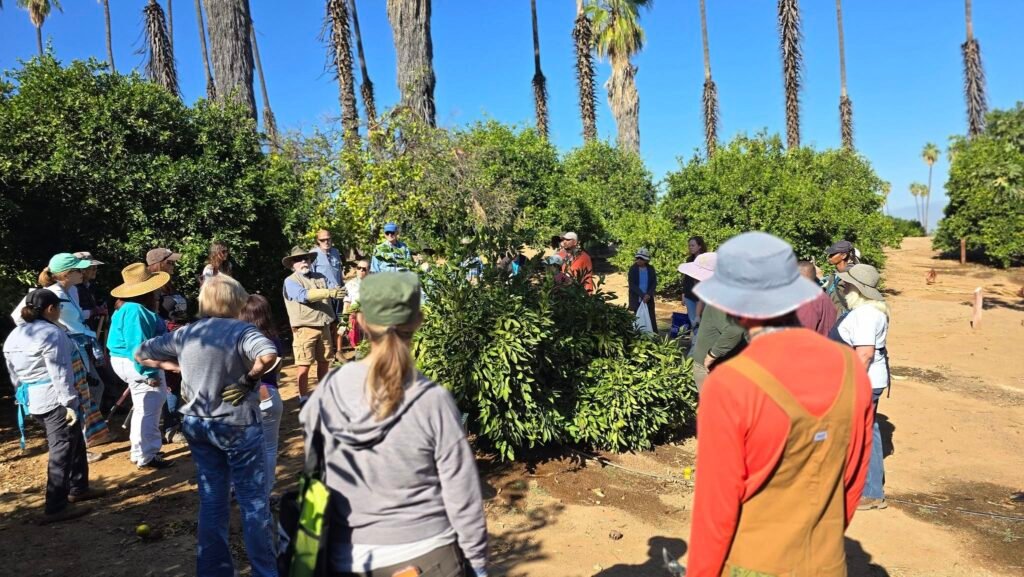 547502895_1221572296669768_2894080170319682564_n 1 - California Farmers Market Collective Master Gardiners giving instruction