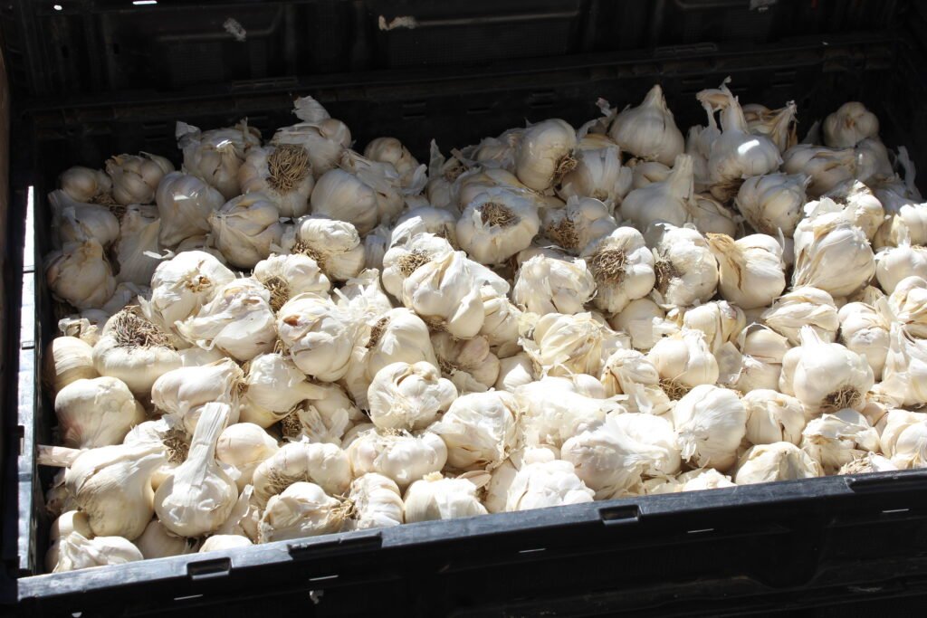 Great finds at the Farmers Mareket