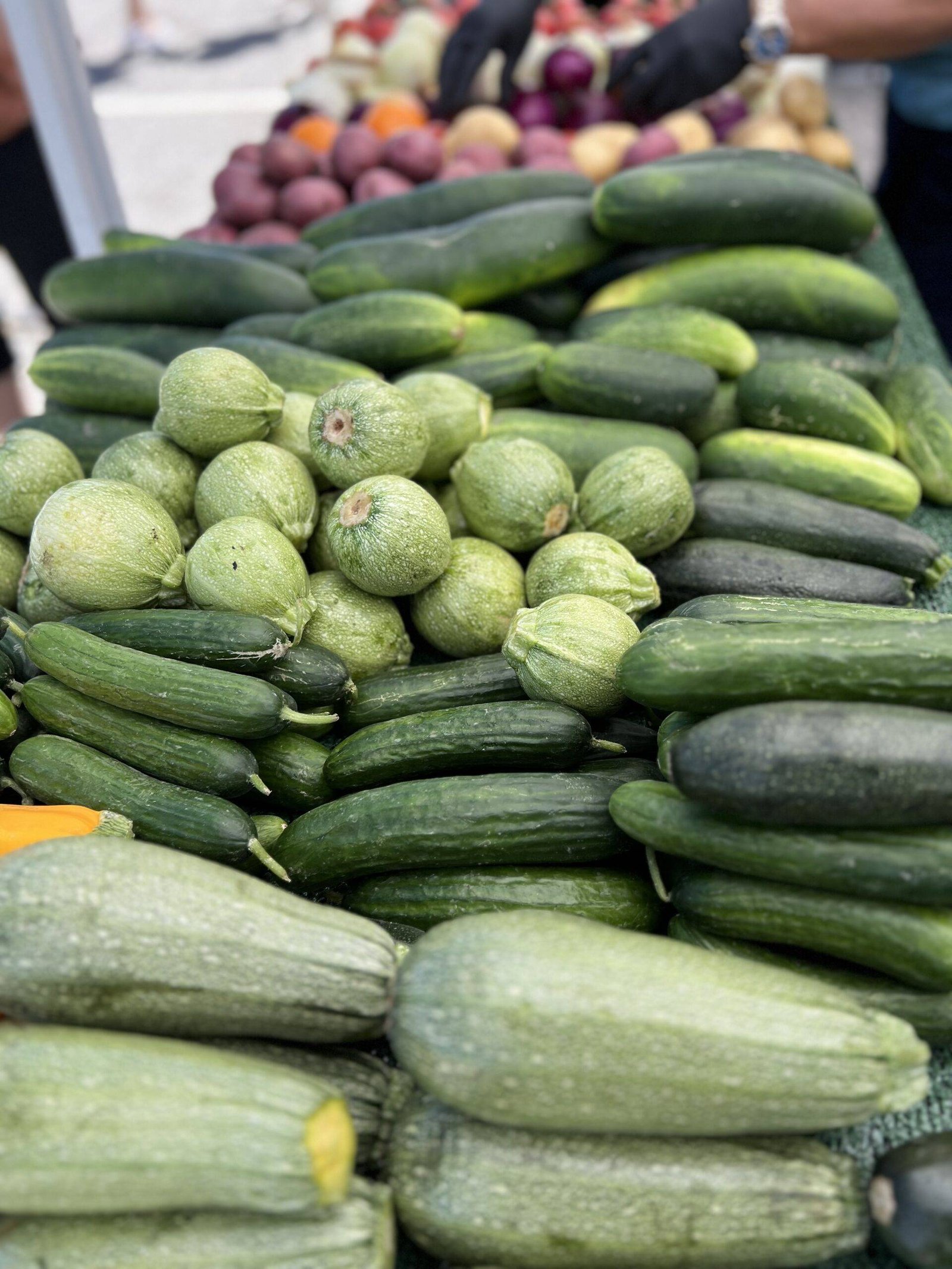 Squashes and Cucumbers