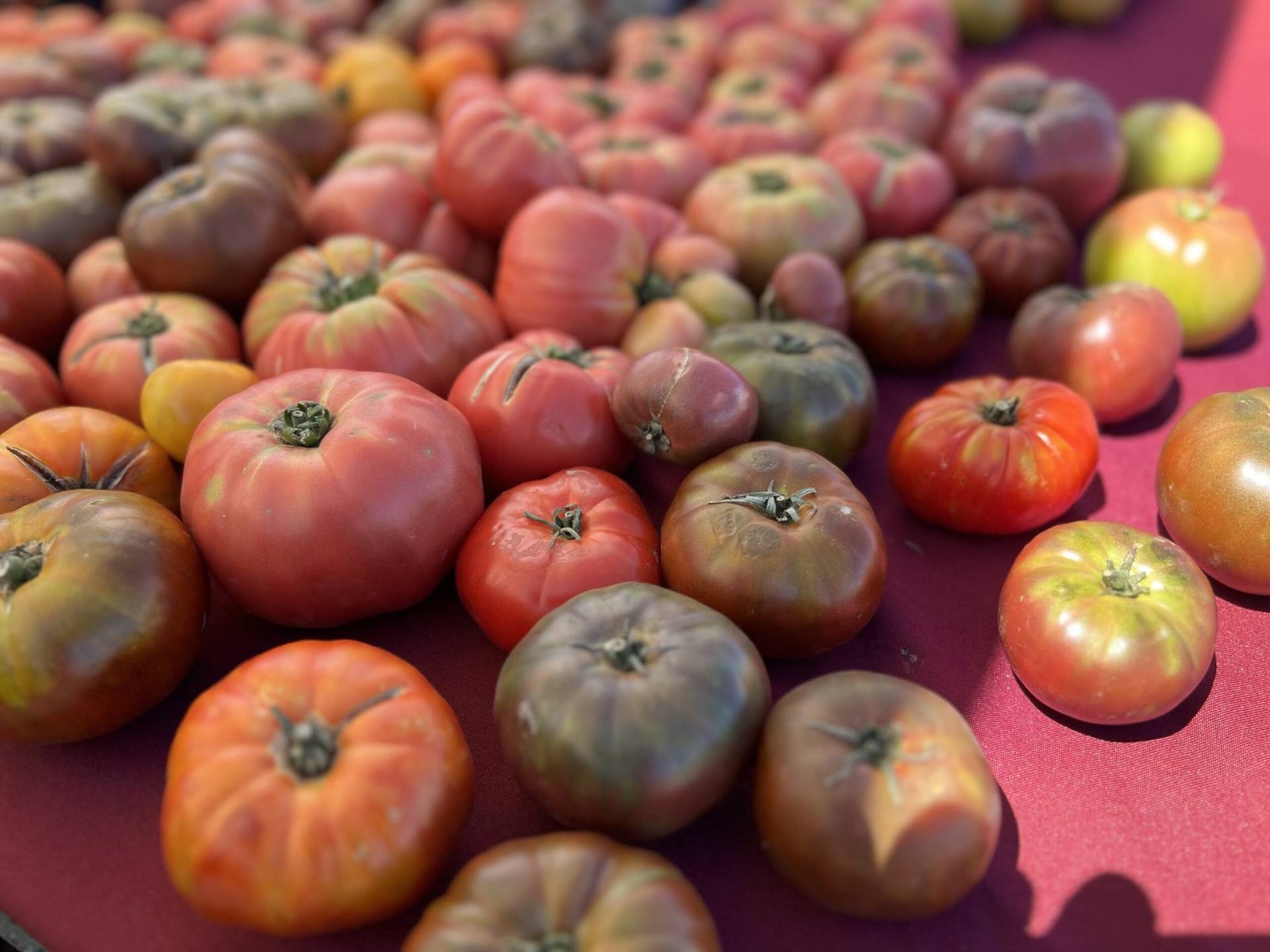 Colorful heirloom tomatoes