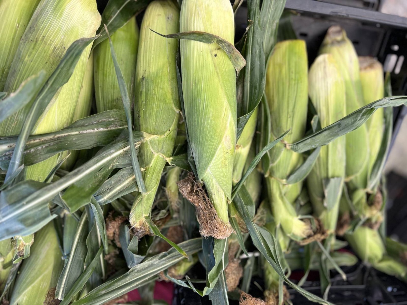 Fresh Corn on the Cob