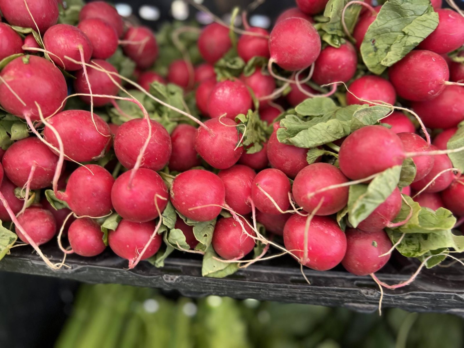 Beautiful red radishes